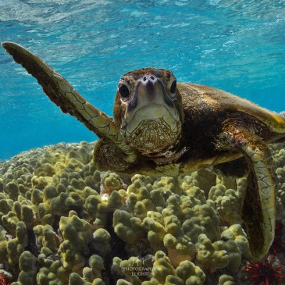 Un saludo a las tortugas en la Costa Maya