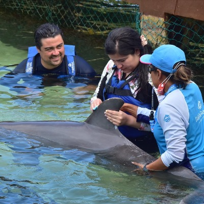 Salud gratuita y de calidad para delfines