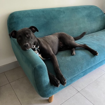 Cama para Beto 