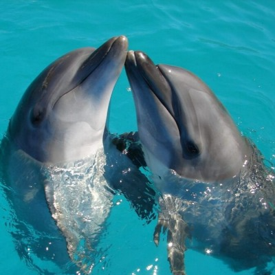 Nado con delfines para la Amelita