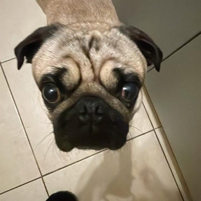 Una pelela para el Puppy