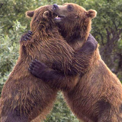 Beso con abrazo de oso