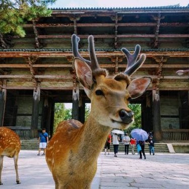 Viaje a Nara para alimentar a sus ciervos
