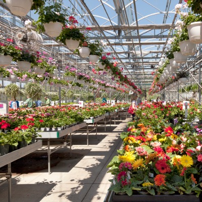 Muchas plantas