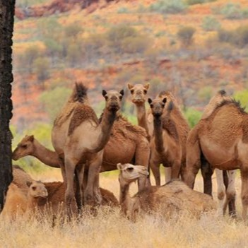 Para los 10 camellos que le debo a Jorge Hidalgo