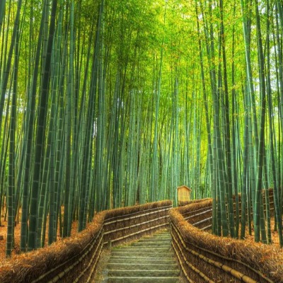 Tour bosque de bambú Kyoto