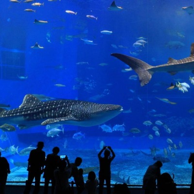 Entradas acuario Osaka