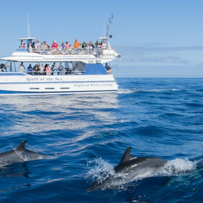 Crucero para avistamiento de delfines