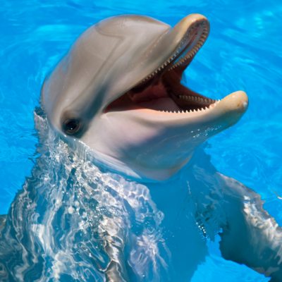 Nado con delfines