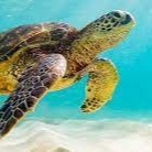 Snorkeling con tortugas