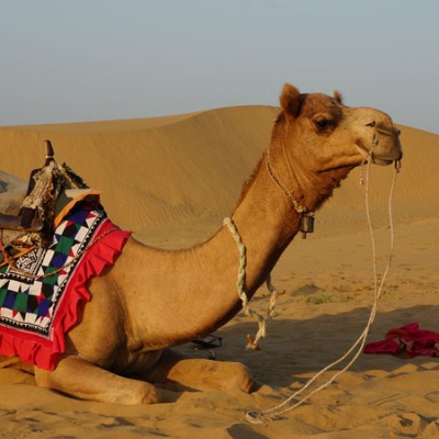 Tour a camello en desierto del Sahara