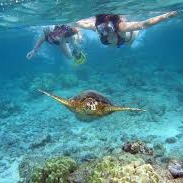 Snorkel con tortugas