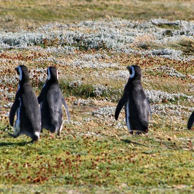 Tour Pingüinera