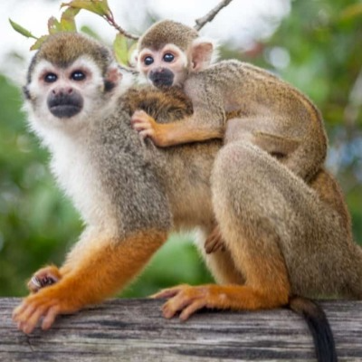 Visita Monkeyland